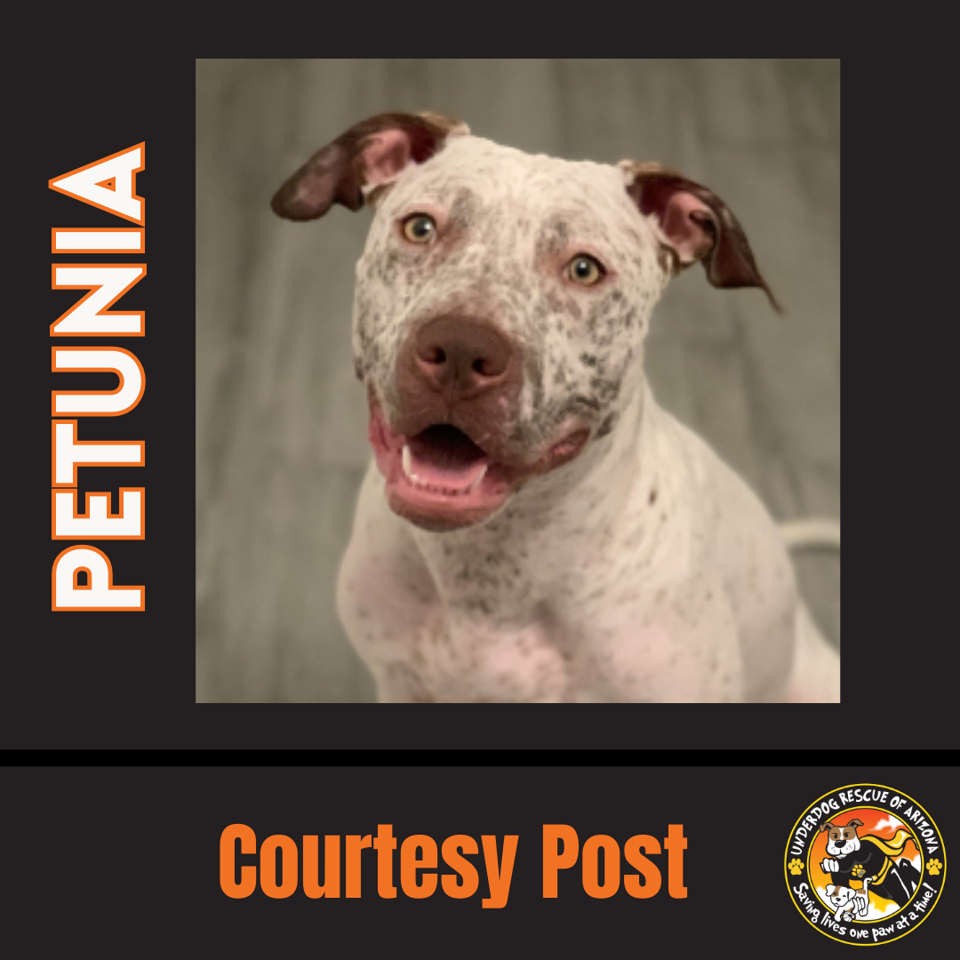 adoptable Dog in Chandler, AZ named PETUNIA #3