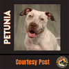 adoptable Dog in chandler, AZ named PETUNIA #3