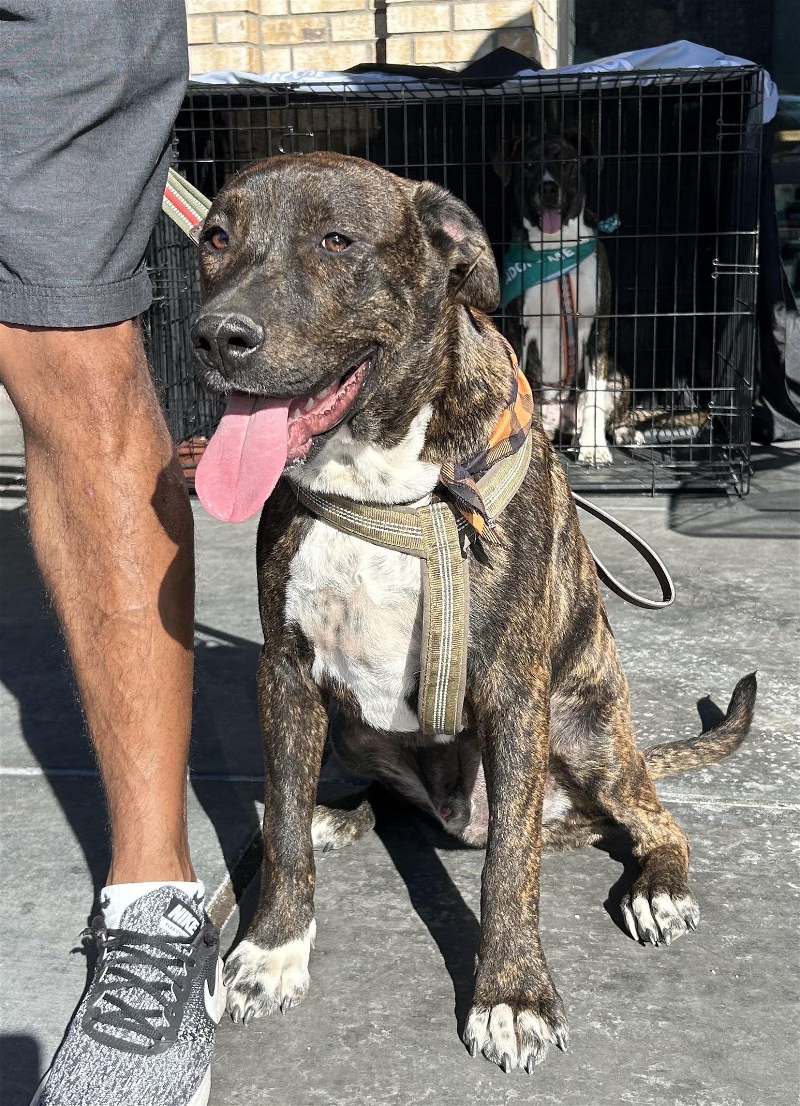 adoptable Dog in Chandler, AZ named PICASSO & DA VINCI
