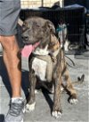 adoptable Dog in chandler, AZ named PICASSO & DA VINCI
