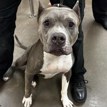 adoptable Dog in Chandler, AZ named HEAVEN
