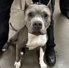 adoptable Dog in Chandler, AZ named HEAVEN