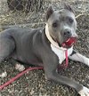 adoptable Dog in chandler, AZ named HEAVEN