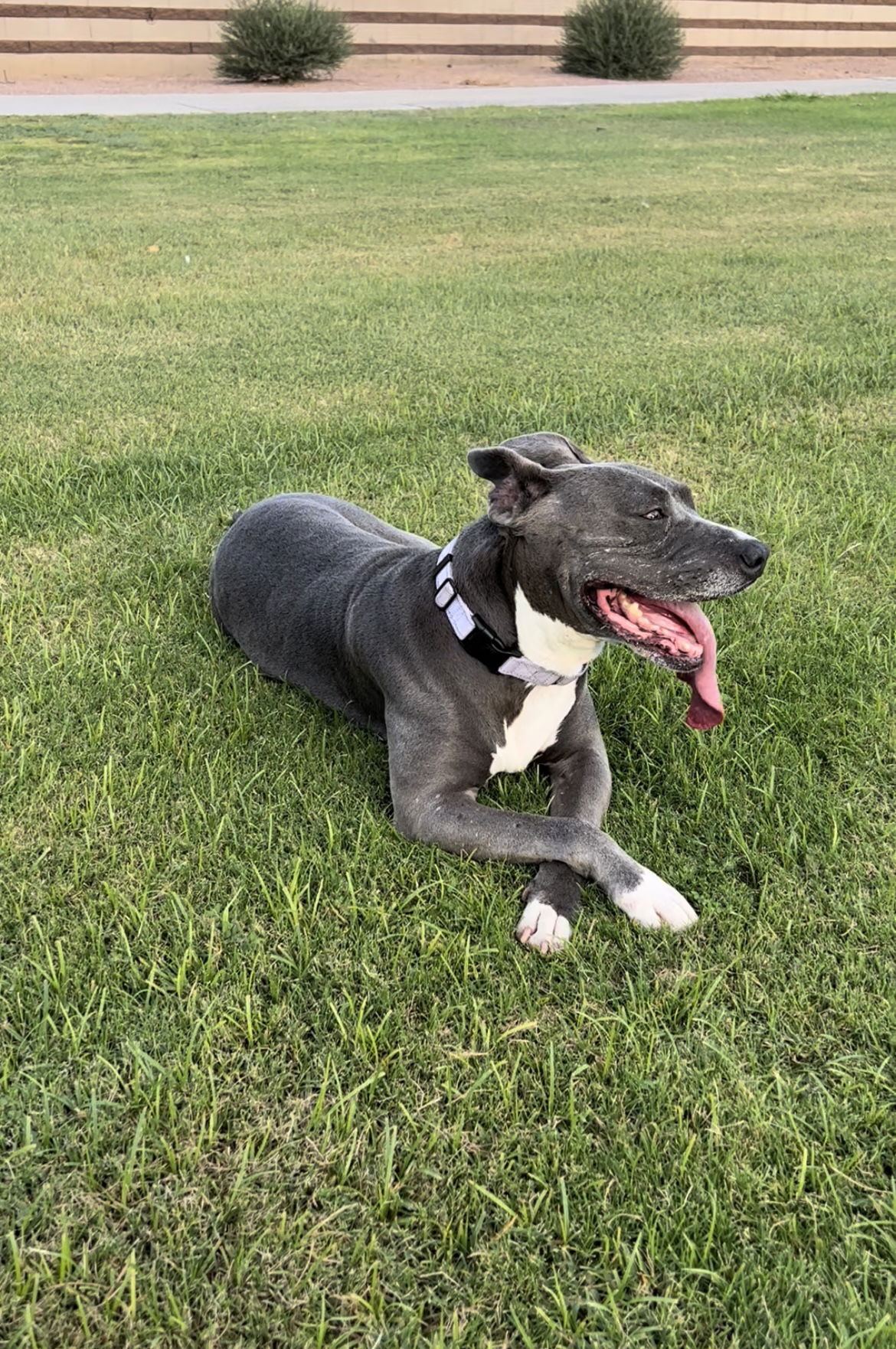 adoptable Dog in Chandler, AZ named QUEEN