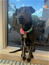 adoptable Dog in chandler, AZ named TASHA