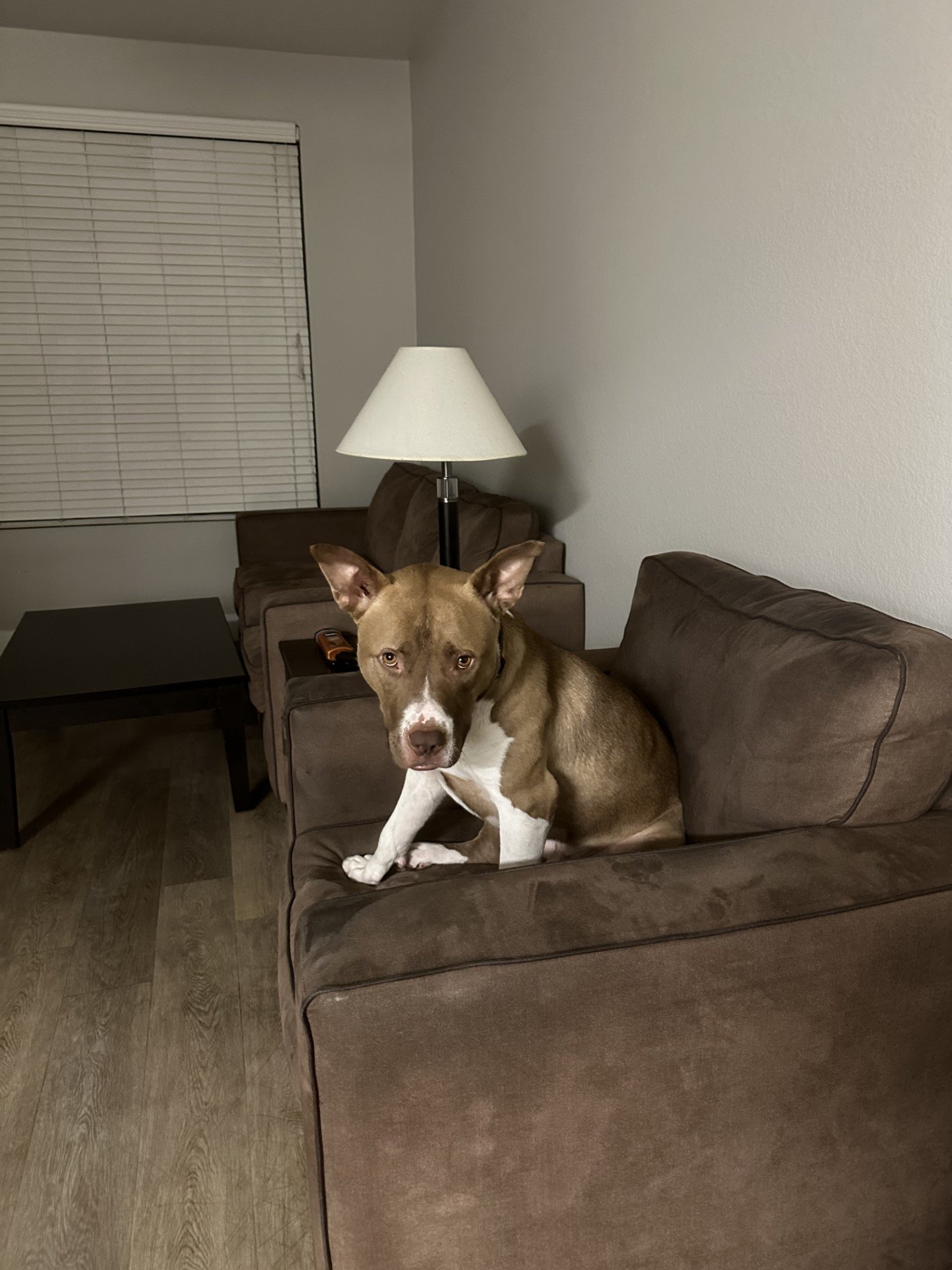 adoptable Dog in Chandler, AZ named DIESEL 5