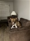 adoptable Dog in chandler, AZ named DIESEL 5
