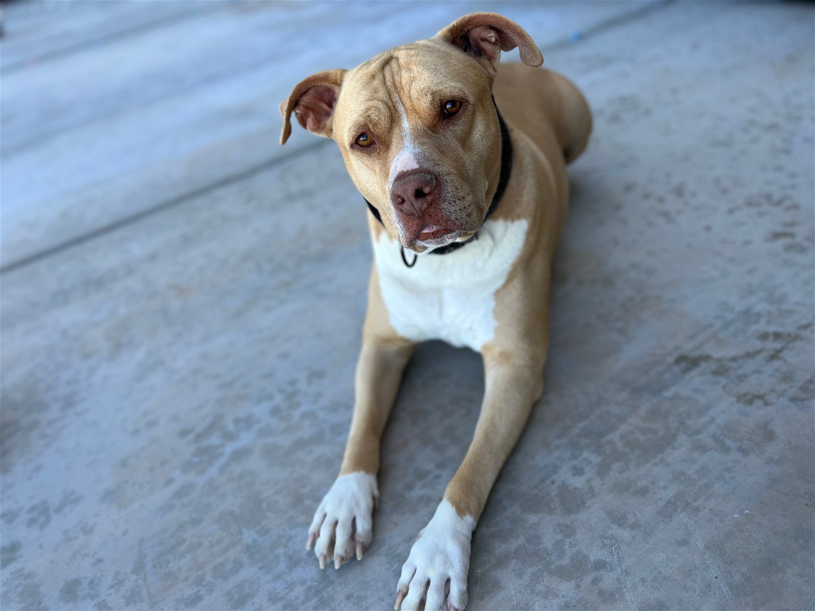 adoptable Dog in Chandler, AZ named ZEUS #16