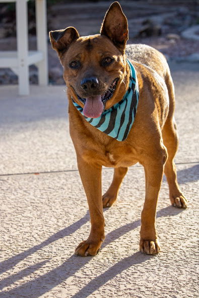 adoptable Dog in Chandler, AZ named BUTTERS