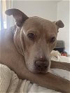 adoptable Dog in chandler, AZ named ROO