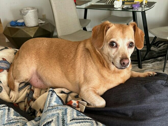 adoptable Dog in Chandler, AZ named BUDDY #3