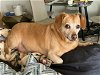 adoptable Dog in chandler, az, AZ named BUDDY #3