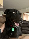 adoptable Dog in chandler, AZ named MARGIE