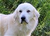 adoptable Dog in chandler, AZ named Quinn #3
