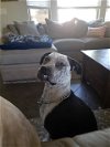 adoptable Dog in chandler, AZ named KAIVA