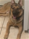 adoptable Dog in chandler, AZ named DRACO