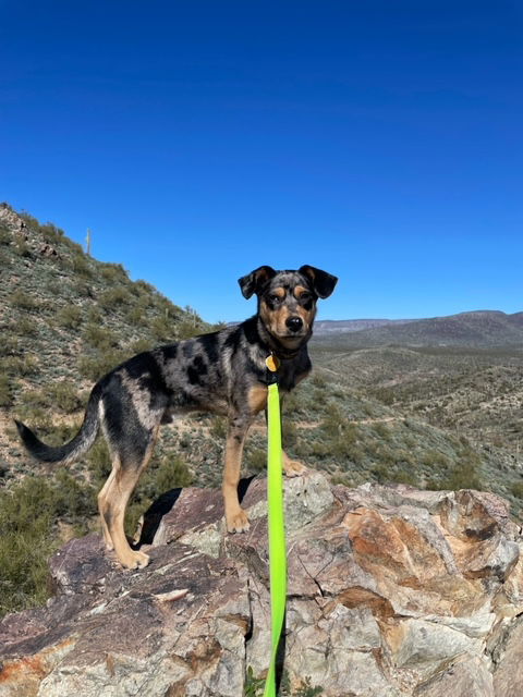 adoptable Dog in Chandler, AZ named ARCHIE #8