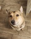 adoptable Dog in chandler, AZ named ROSCO#8