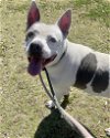 adoptable Dog in chandler, AZ named INDIGO