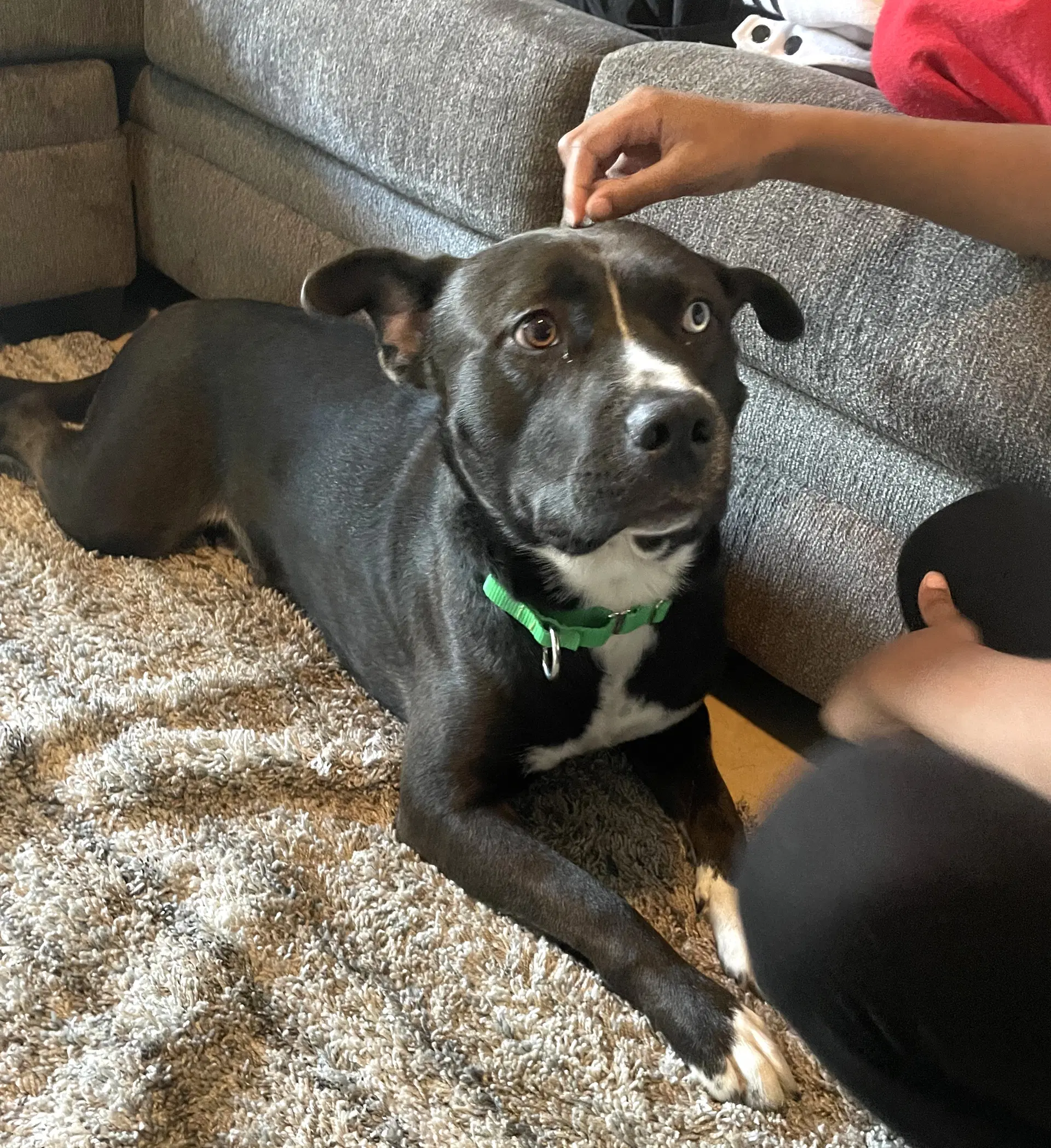 Tugboat - Staffordshire Bull Terrier