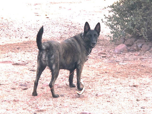 adoptable Dog in Chandler, AZ named TAZZ