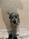 adoptable Dog in chandler, AZ named JAEGER & PAXTON