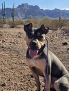 adoptable Dog in Chandler, AZ named ROLLIE