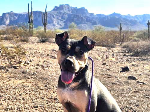 adoptable Dog in Chandler, AZ named ROLLIE