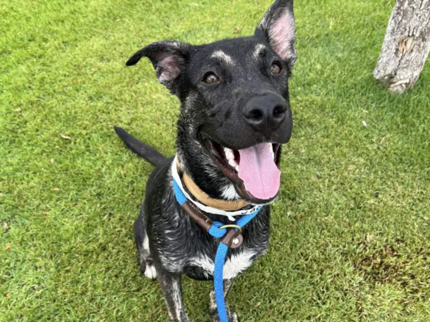 Apollo Prev Vooper - Dutch Shepherd