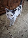 adoptable Cat in chandler, AZ named FLOKI