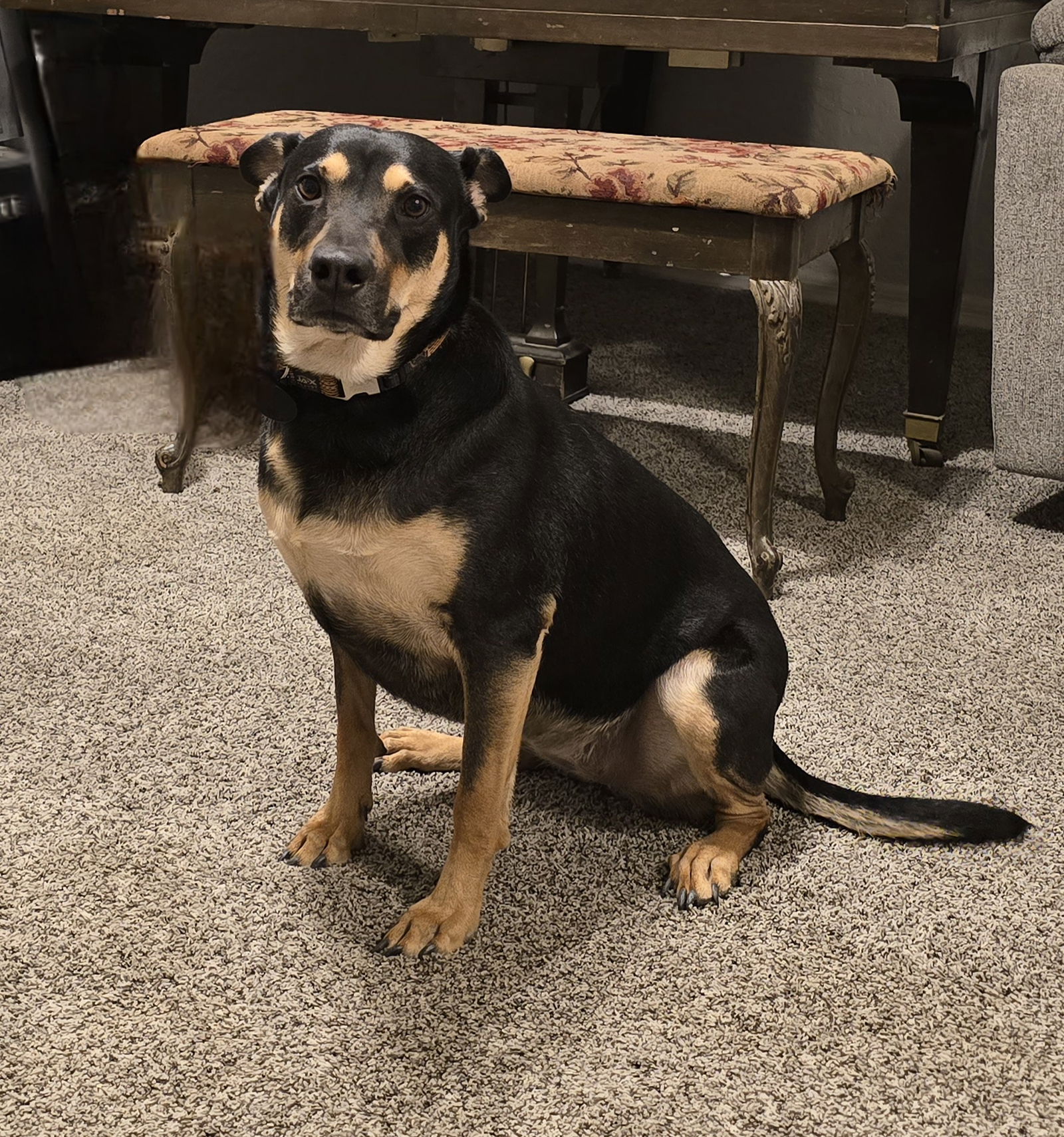 adoptable Dog in Chandler, AZ named HAPPY