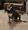 adoptable Dog in  named HAPPY