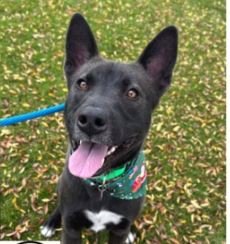 adoptable Dog in Chandler, AZ named MASH