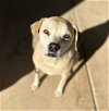 adoptable Dog in chandler, AZ named BELLA #13