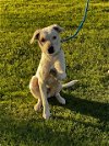adoptable Dog in chandler, AZ named LEXI #5