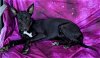 adoptable Dog in chandler, AZ named XENA #3