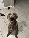 adoptable Dog in chandler, AZ named GOOSE
