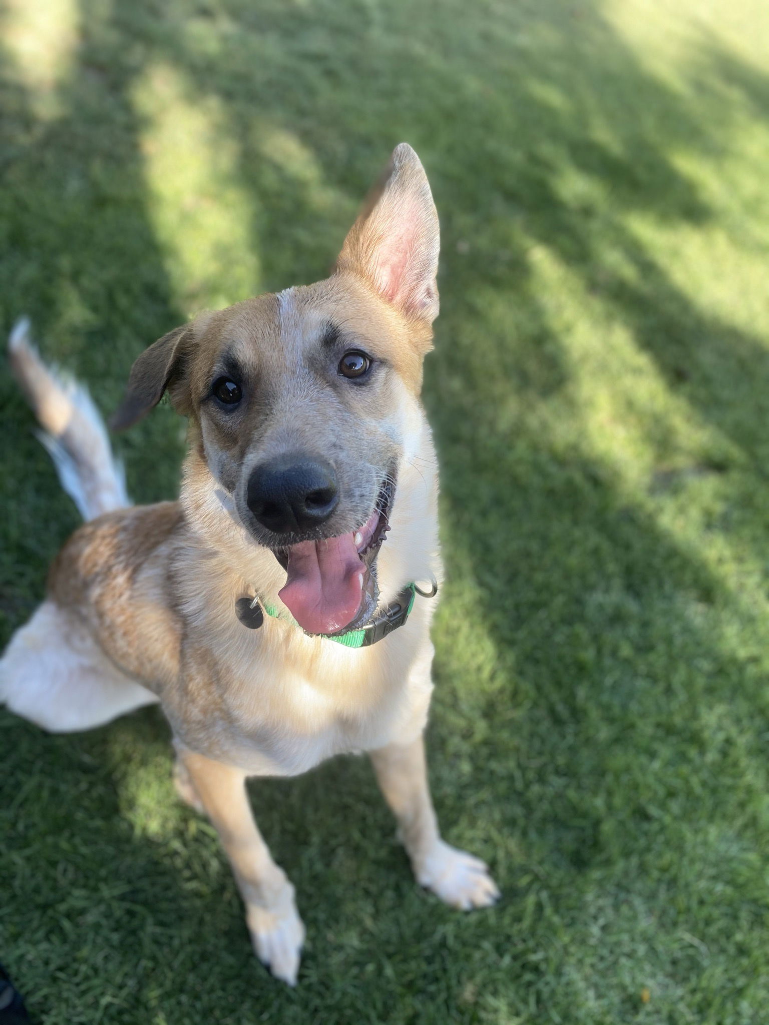 adoptable Dog in Chandler, AZ named AUGGIE