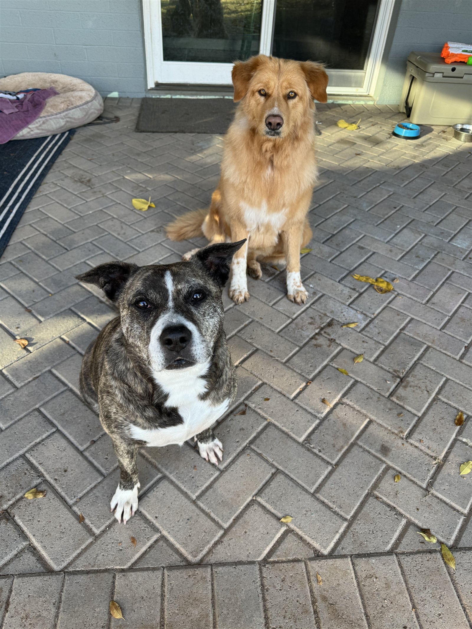adoptable Dog in Chandler, AZ named RED & OREO