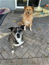 adoptable Dog in chandler, AZ named RED & OREO