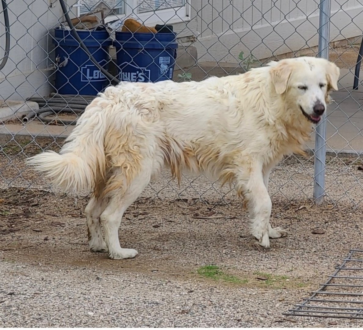 adoptable Dog in Chandler, AZ named SNOW