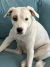 LEXI - Photo 7