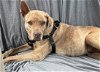 adoptable Dog in chandler, AZ named HONEY