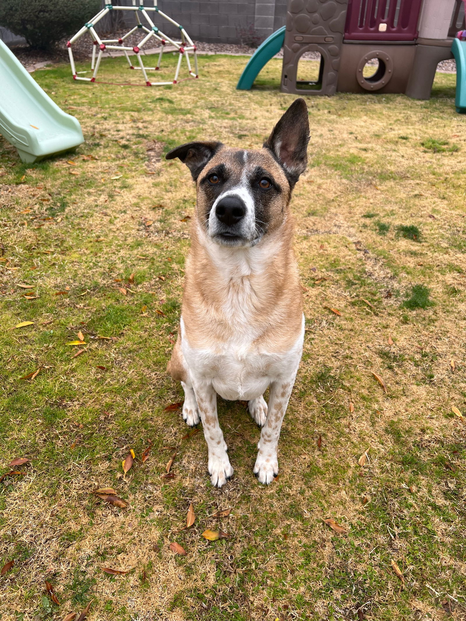 adoptable Dog in Chandler, AZ named KELCE