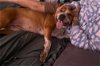 adoptable Dog in , AZ named HUCKLEBERRY (Berry)