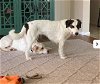 adoptable Dog in chandler, AZ named LADY #3