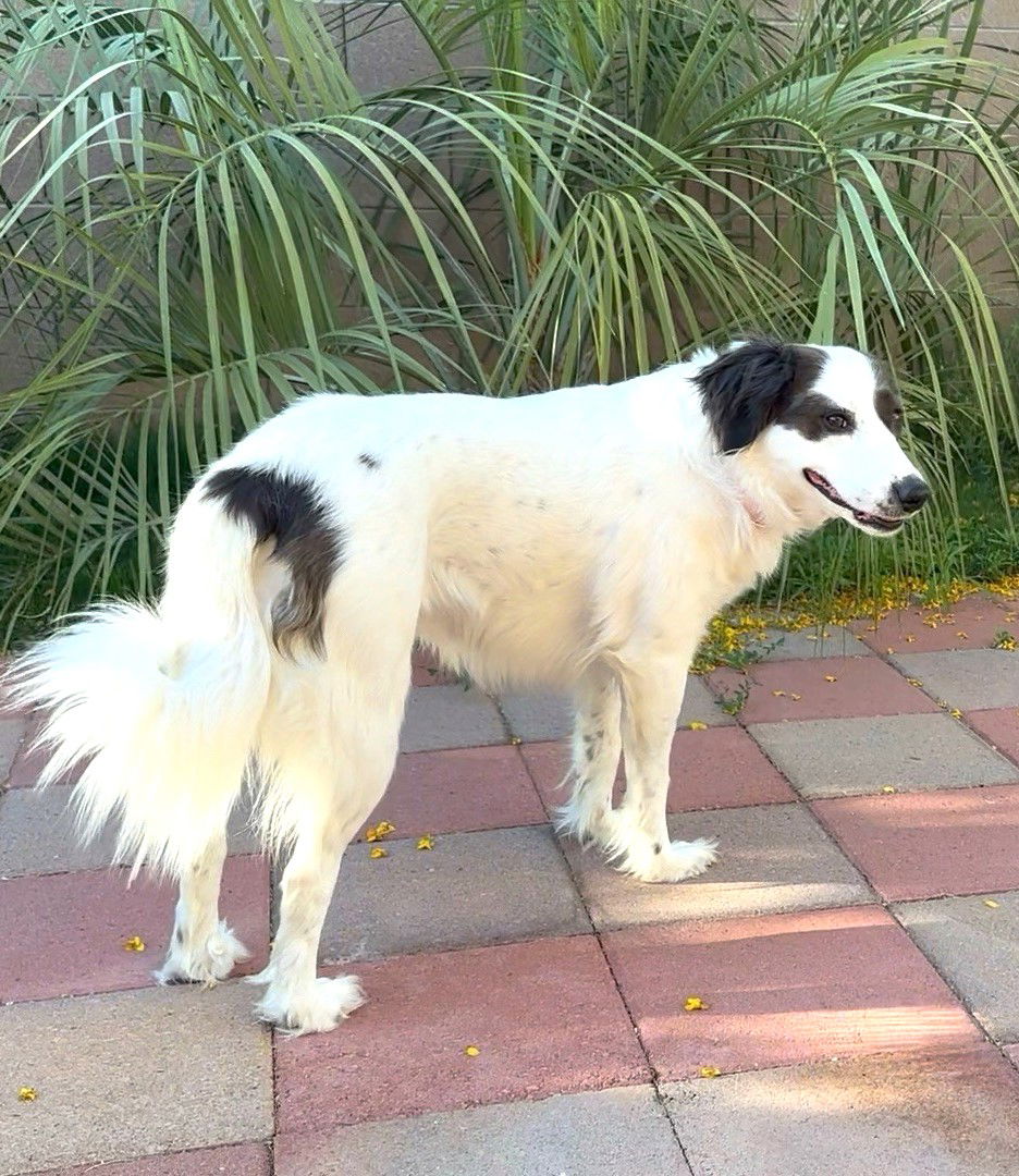 adoptable Dog in Chandler, AZ named LADY #3