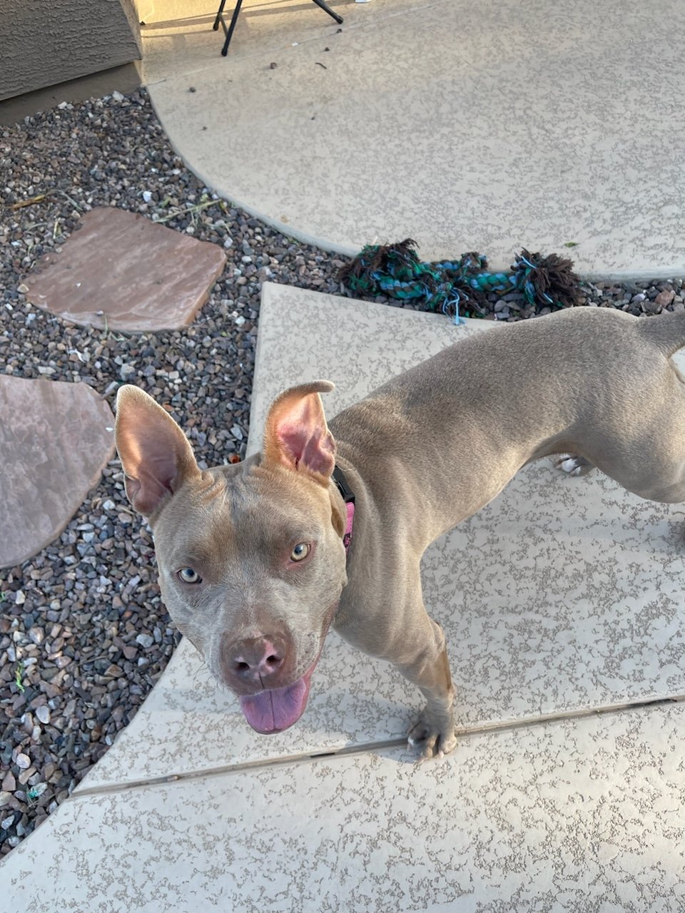 adoptable Dog in Chandler, AZ named DARLA
