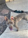 adoptable Dog in chandler, AZ named DARLA