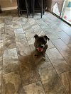 adoptable Dog in chandler, AZ named BOBA